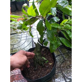 Cây Hoa Mai trắng Thái