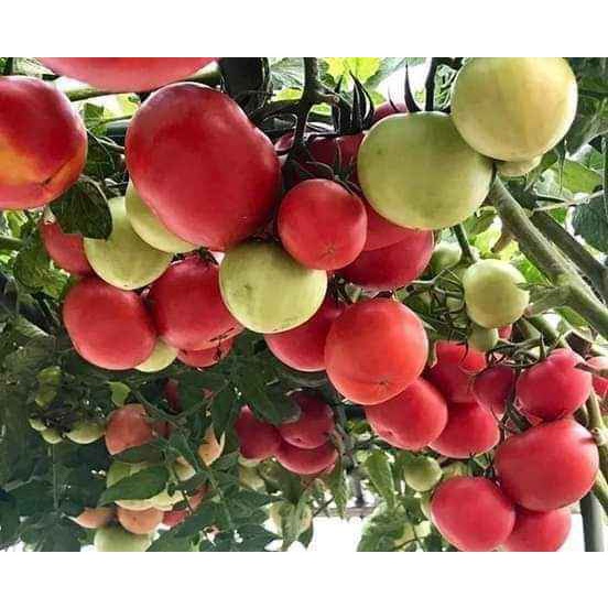 HẠT GIỐNG CÀ CHUA 5GR