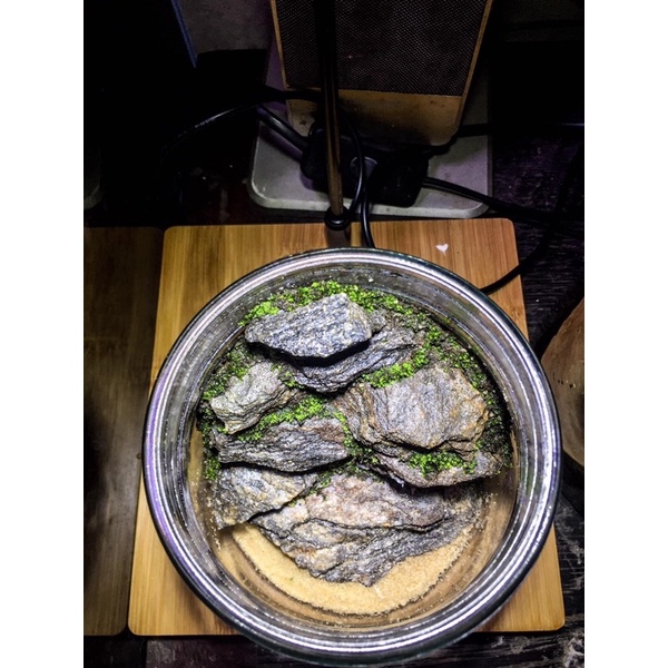 Đá Trầm tích Vân gỗ 1kg