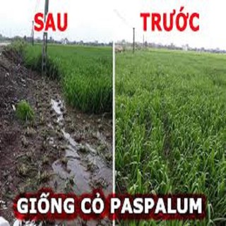 Hạt Giống Cỏ Chịu Ngập UBON Paspalum 100g