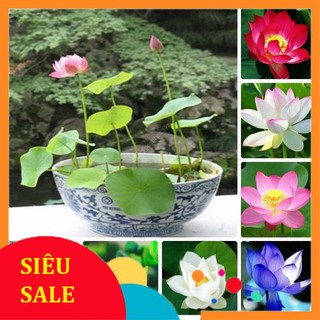 5 Hạt giống Sen nhật mini nhiều màu (kèm hướng dẫn) VIETPHAT