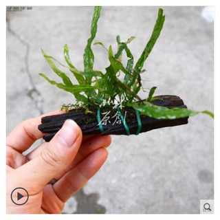 Kẽm dẻo bọc nhựa có dao cắt để cột ráy, bucep vào giá thể