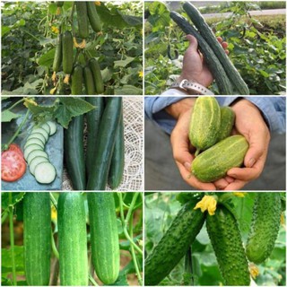 [Big Sale] 20 hạt - Hạt giống dưa chuột mix (dưa chuột béo, dưa cao sản, dưa kiếm, dưa chùm trơn, dưa bao tử)