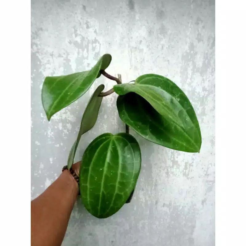 Phụ Kiện Phanh Xe Hoya Glabra Chất Lượng Cao