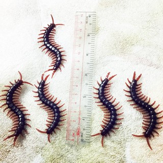 5 con rết, chủ đề halloween  mã HU213