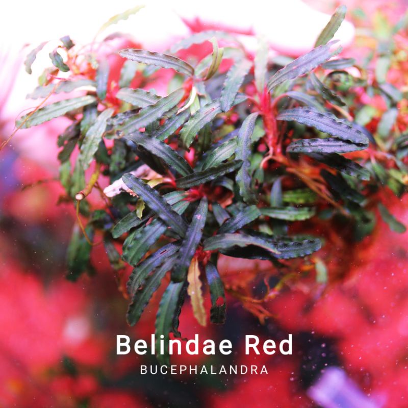 Bucep Belindae Red | Hàng bụi rất to | Cây thủy sinh lá cạn
