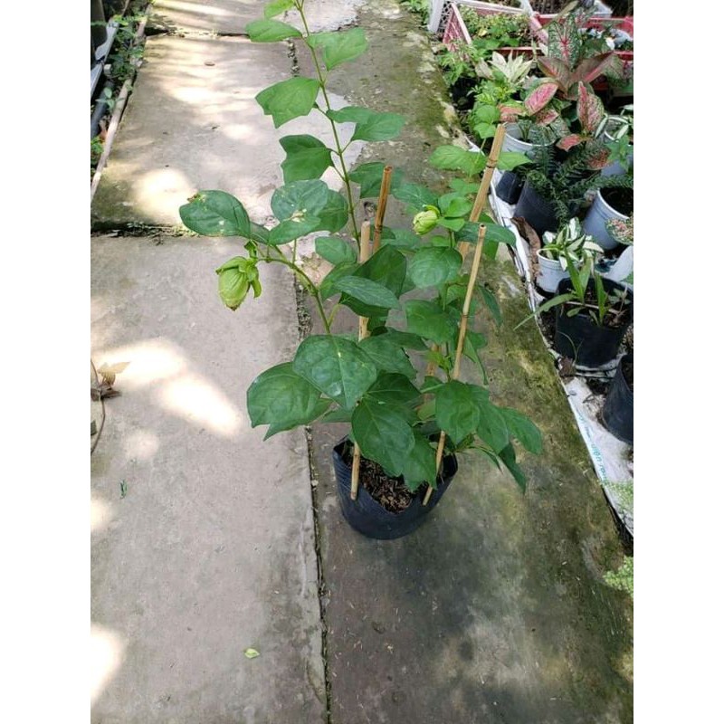 Cây Huyền Trân Công Chúa