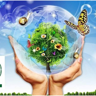 Nước rửa chén hữu cơ GreenHome - can 3.8L