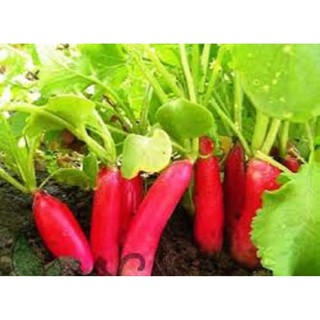 1gr Củ Cải Đỏ Dài
