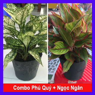caykiengsadec - Combo phong thủy tiết kiệm ( phú quý + Ngọc ngân) mang đến tài lộc, may mắn