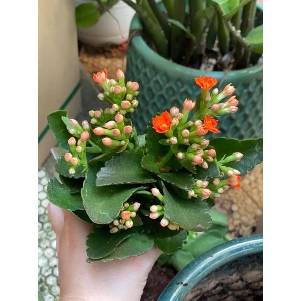 Chậu 3-4cây bỏng hoa kép mix màu, cây sống đời hoa kép