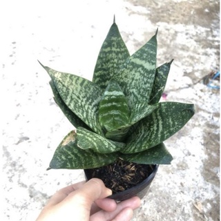 (CẦN THANH LÝ GIÁ RẺ) CÂY LƯỠI HỔ THÁI VIỀN VÀNG. lưỡi Hổ XANH, LƯỠI HỔ MÈ.. CÂY PHONG THỦY (ảnh thật)