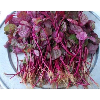 Hạt Giống Rau Dền Đỏ Rạng Đông 20Gram