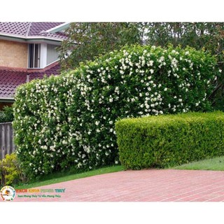 BẦU CÂY NGUYỆT QUẾ GIỐNG SIÊU ĐẸP, HOA SIÊU THƠM