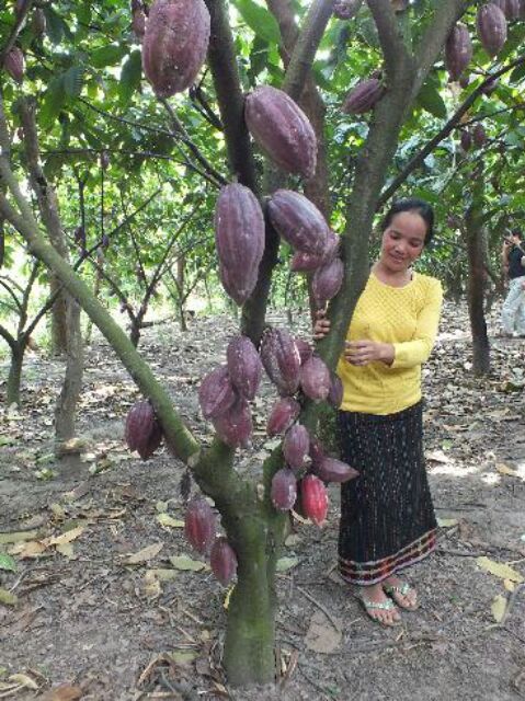 CACAO NGUYÊN CHẤT ĐAK LAK LOẠI 1 ( 0.5 KG)