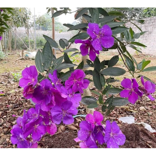 Cây giống hoa Mua Úc  giao cây khỏe, cứng cáp
