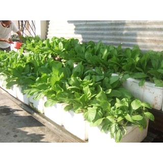 DINH DƯỠNG THỦY CANH ĂN LÁ PHA 250 LÍT