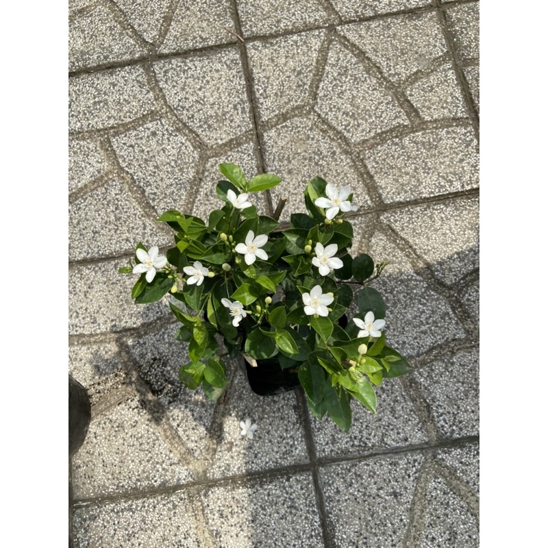 Cây mai chỉ thiên