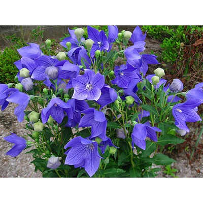Shop 1K - Hạt Giống Hoa cát cánh xanh blue 100 Hạt/ Gói - Tặng kèm hạt hướng dương lùn + thuốc kích mầm rễ nhanh