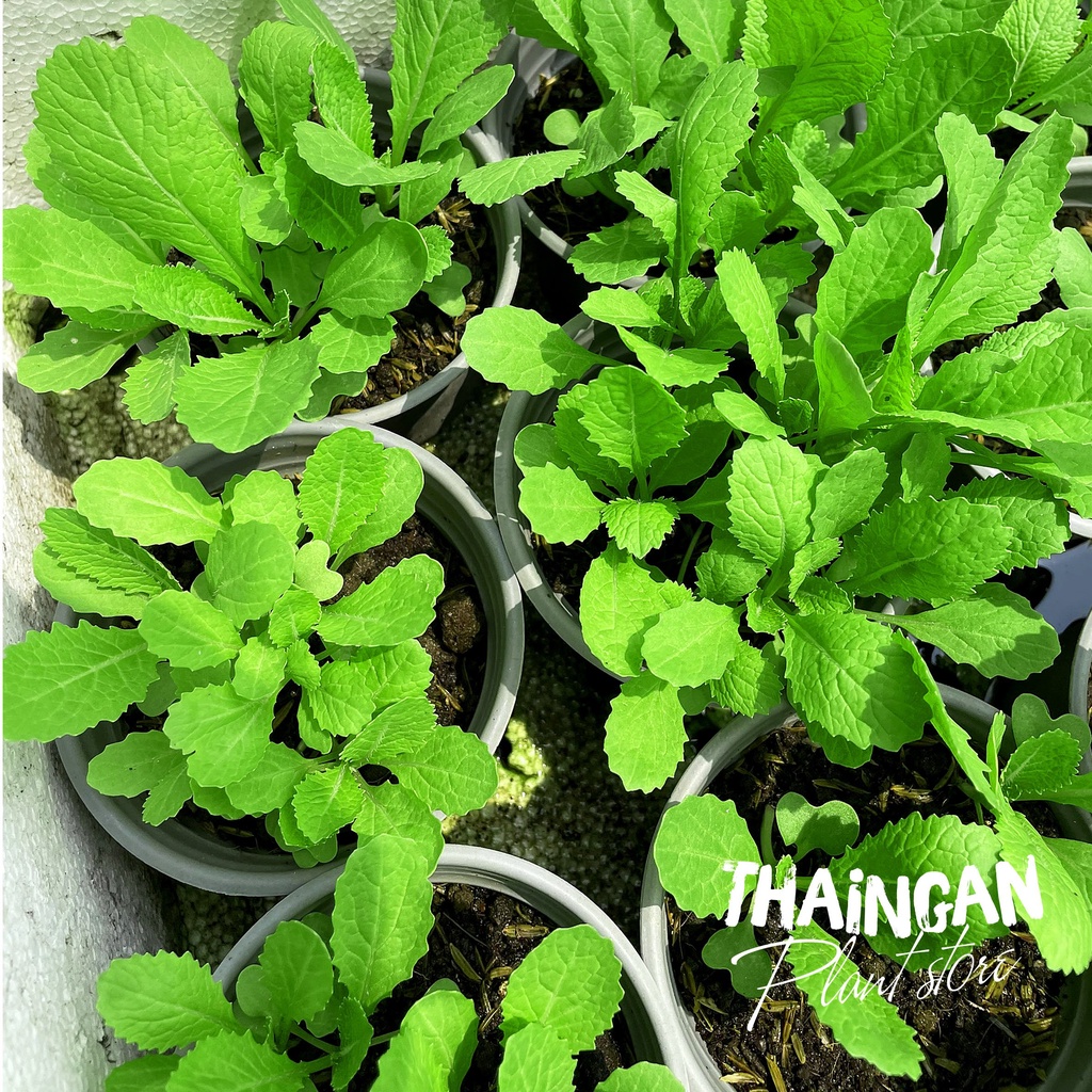 Cây Giống Cải Xanh - Vườn Ươm Thái Ngân