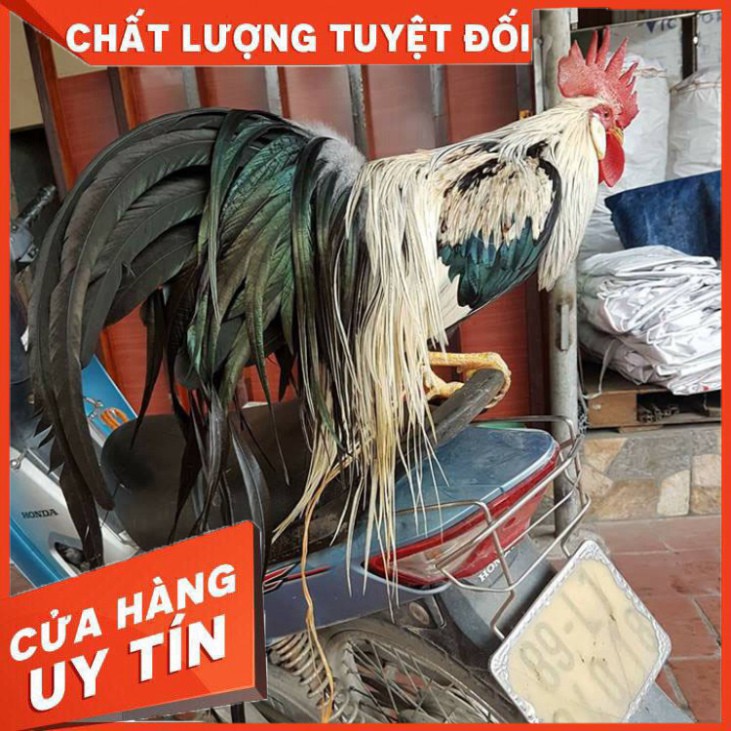 Thuốc thay lông cho gà đá 1 vĩ 10 viên-ra lông nhanh gấp 3 4 lần