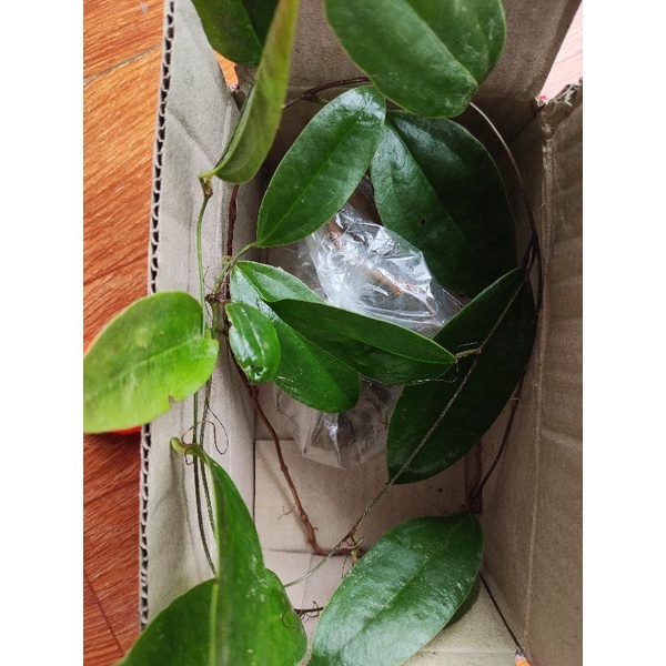 Cây khúc khắc tươi làm giống có cả lá