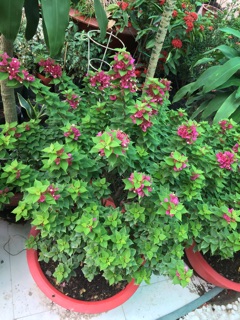 Hoa giấy mỹ siêu hoa