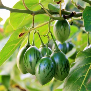 Hạt Giống Cà Chua Thân Gỗ