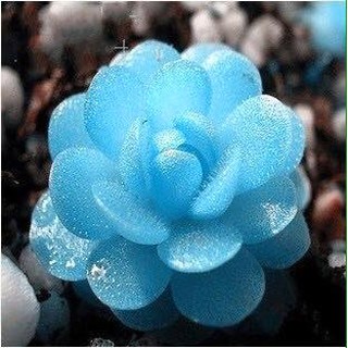 Hạt giống sen đá kim cương ( 200 hạt )