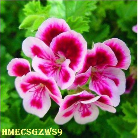 Hạt giống phong lữ thảo nhập khẩu, tỷ lệ nảy mầm 99% 50h