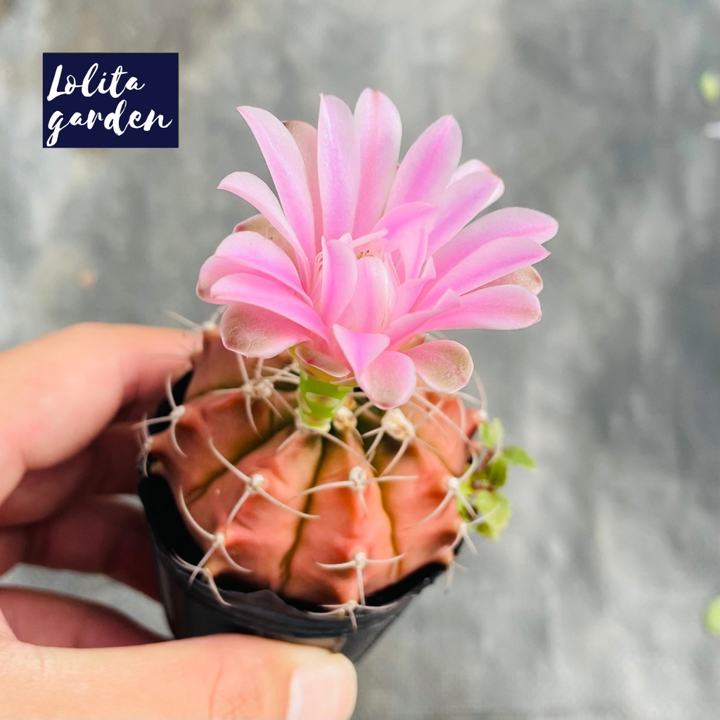 Xương rồng gymno Đà Lạt size bé cây cảnh trang trí nhà cửa Lolita garden
