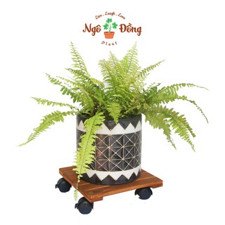Đế Lót Để Chậu Cây Cảnh Gỗ Tràm Hình Vuông R30cm Có Bánh Xe Tròn Chịu Lực Lên Đến 80kg