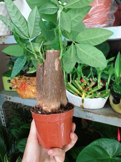 Chậu Kim Ngân 3 Thân