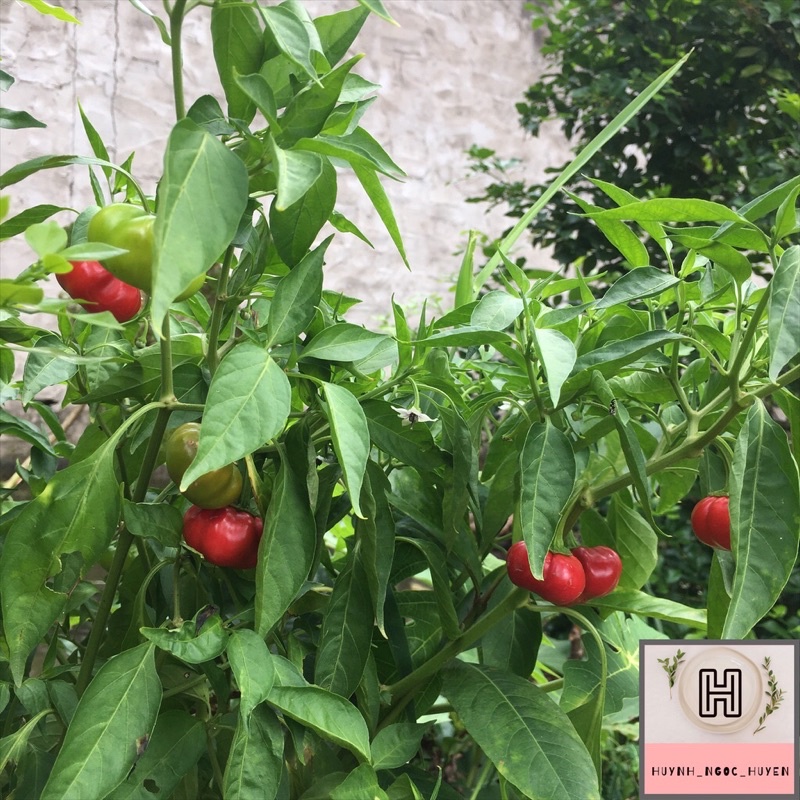Hạt giống ớt bí cay