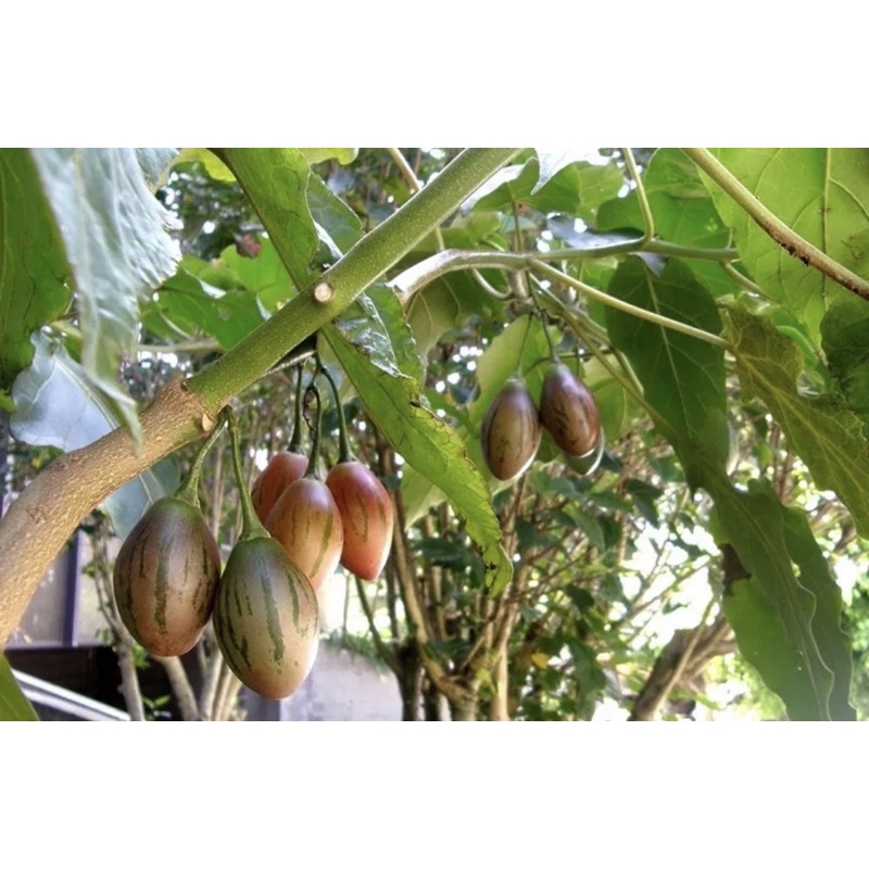 1KG CÀ CHUA THÂN GỖ