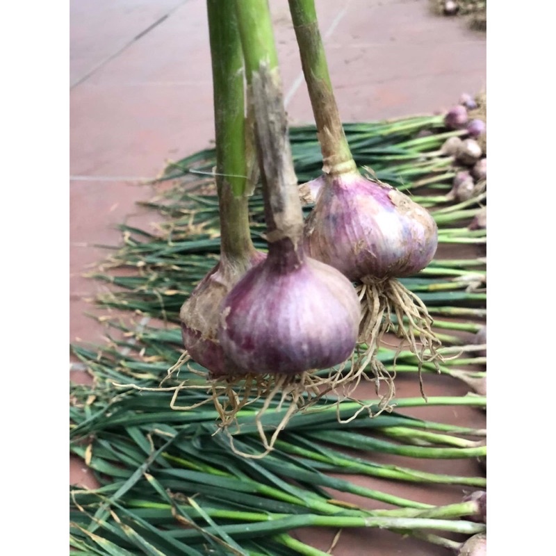 Tỏi khô Kinh Môn | BigBuy360 - bigbuy360.vn