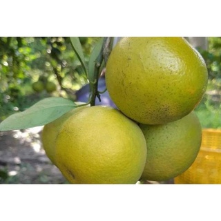 Cây giống Cam xoàn.
