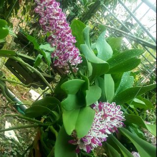 Hoa lan ngọc điểm side trung