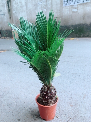 Cây Thiên Tuế