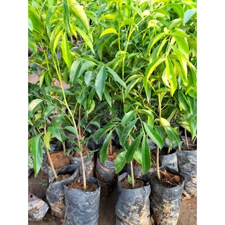 Cây giống mắc mật giống