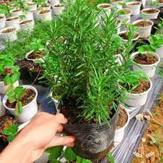 Gói 100 hat giống cỏ hương thảo