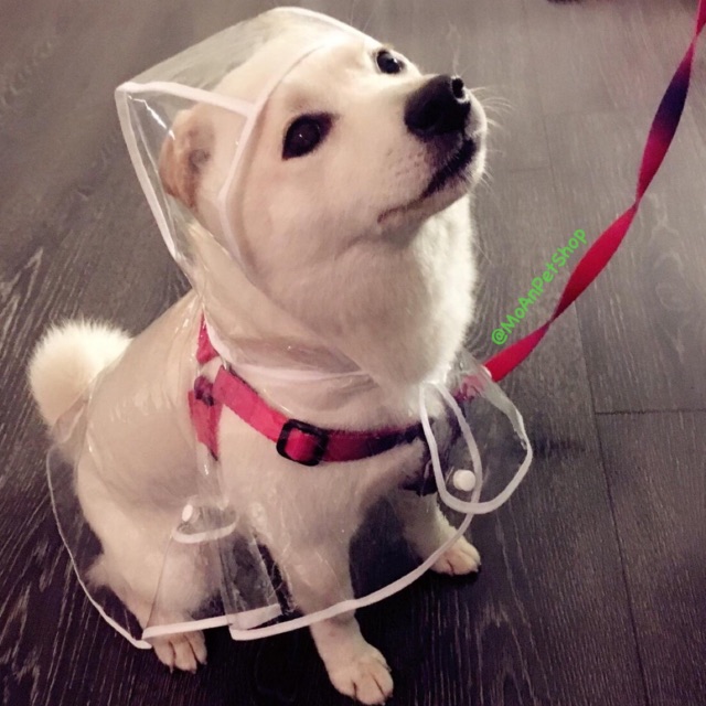 Áo mưa cho bé cưng đủ size