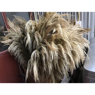 combo 5 cành lau rừng decor ( sỉ sll) màu kem siêu đẹp