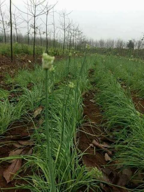 Hoa Nén Ngâm Dầu Tràm Nu Care an toàn cho bé, tăng hiệu quả phòng ho, phòng cúm