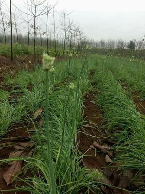 [QUẢNG TRỊ] Hoa Nén Ngâm Dầu Tràm Nu Care an toàn cho bé, tăng hiệu quả phòng ho, phòng cúm