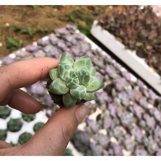 sen đá kim cương, size bầu, sen đá Đà Lạt