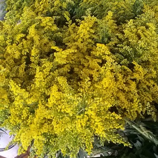 Cây giống hoa Cúc Hoàng Anh 100 cây