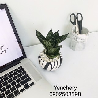 🌴 Cây lưỡi Hổ Mini dạng lùn để bàn làm việc thu hút tài Lộc