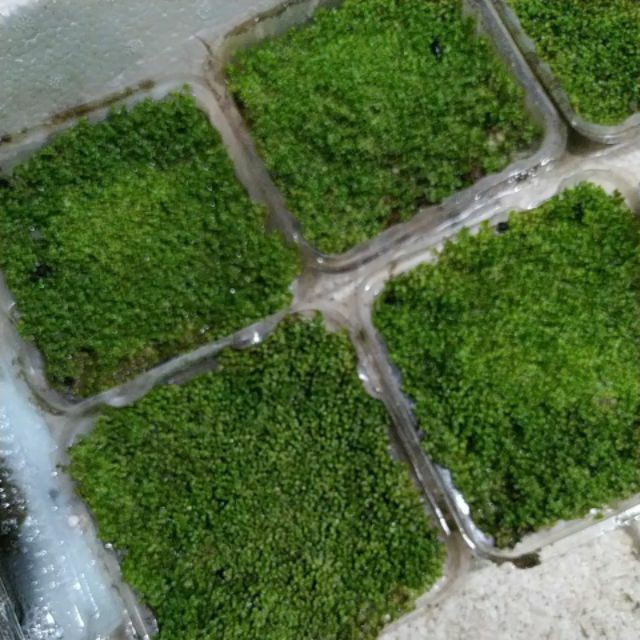 TRÂN CHÂU CUBA 1 TẤT