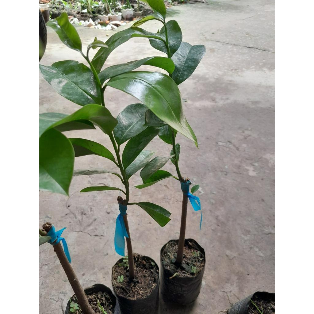 Cây giống Mãng Cầu Xiêm Thái , cây giao như ảnh chụp